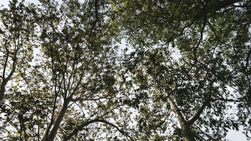 Low angle view of trees against clear sky