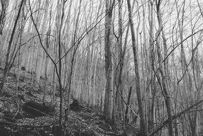 Bare trees in forest