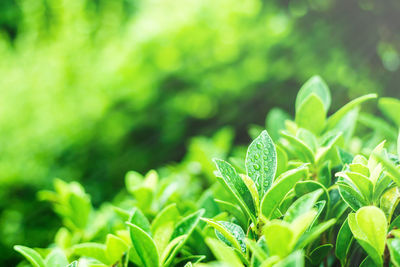 Close-up of fresh green leaves on plant