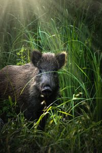 Portrait of an animal on grass