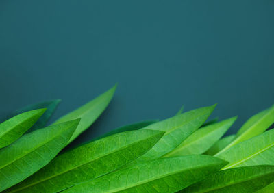 Close-up of leaves against blue background