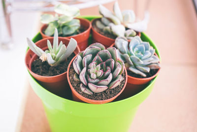 High angle view of potted plants on table