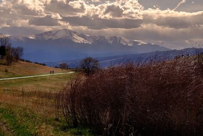 Scenic view of field against sky