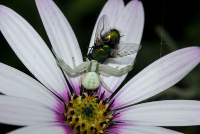 Close-up of bee pollinating flower