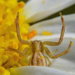 Close-up of insect on yellow flower