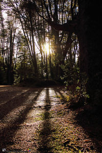 Sun shining through trees in forest