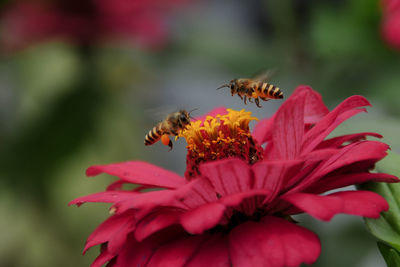 Close-up of bee pollinating on flower