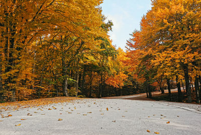 Empty road surrounded by idyllic trees with beautiful autumn colors in october