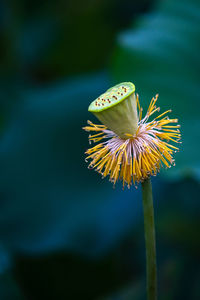 Close-up of flower on plant