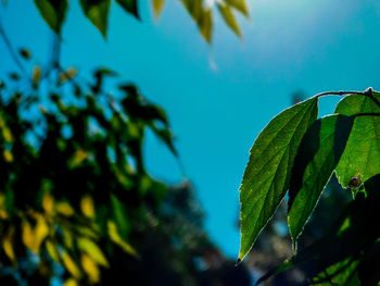 Low angle view of raindrops on tree against sky