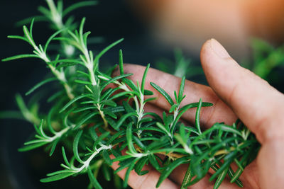 Cropped hand holding plant