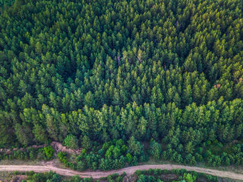 Aerial view of trees in forest