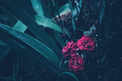 Close-up of flowers