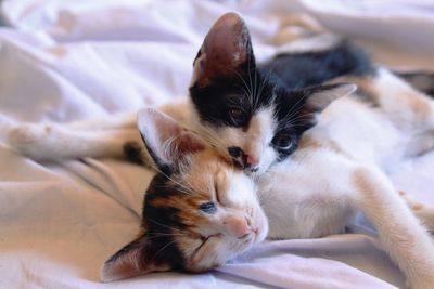 Close-up of kitten relaxing on bed