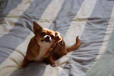 High angle view of dog relaxing on bed at home