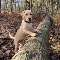 View of dog in forest