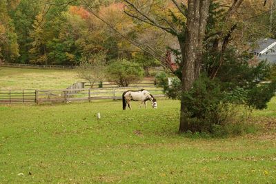 Horse in a field