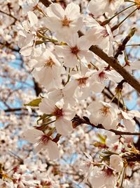 Low angle view of cherry blossoms in spring