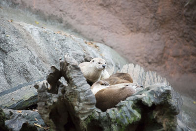 Otters safely resting together on a tree trunk