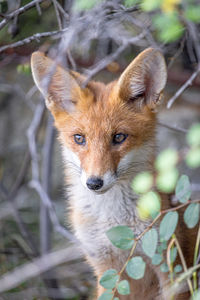 Close-up portrait of a fox in the forest