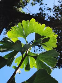 Low angle view of green leaves