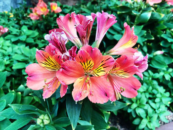 Close-up of pink flowering plant