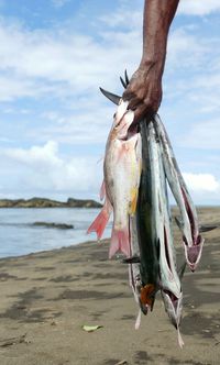 Close-up of hand holding fish