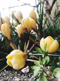 Close-up of yellow crocus flowers