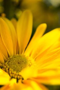 Close-up of fresh sunflower blooming outdoors