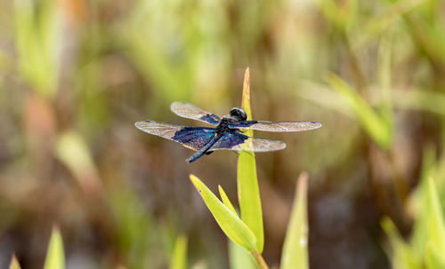 Close-up of insect