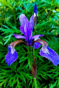 Close-up of purple iris flower