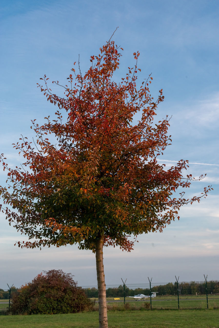 LOW ANGLE VIEW OF TREE DURING AUTUMN