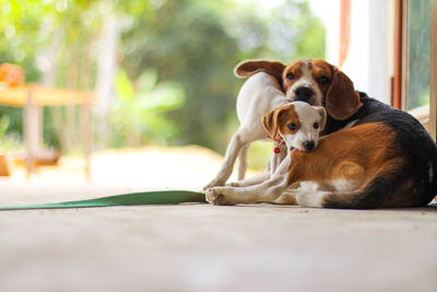 Dog and puppy on walkway