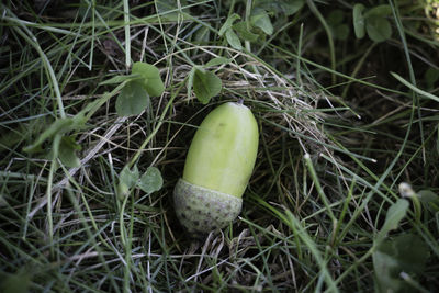 High angle view of eggs on field