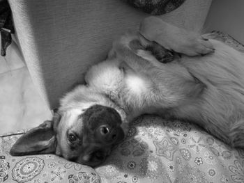 Close-up of dog relaxing at home