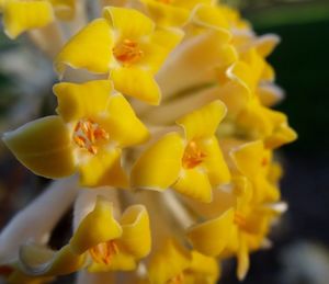 Close-up of yellow flower