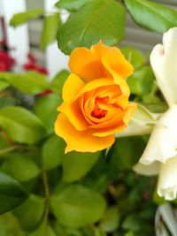 Close-up of yellow rose blooming outdoors