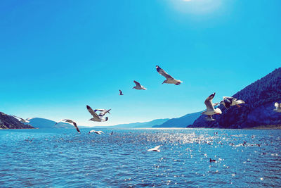 Seagulls flying over sea against clear blue sky