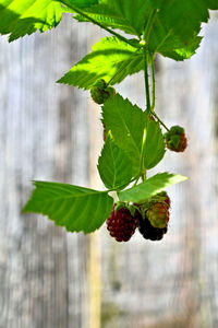 Close-up of raspberries growing on plant