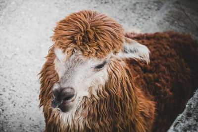 Close-up of a horse