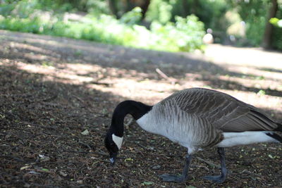 Side view of a bird on field