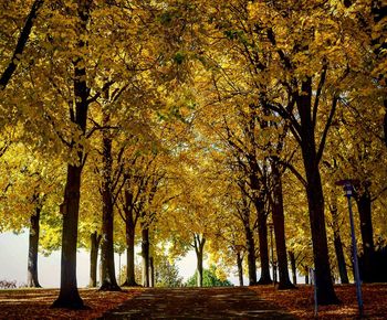 Trees on landscape during autumn