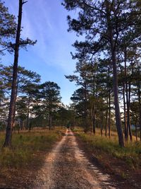 Road amidst trees in forest against sky