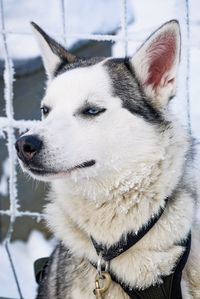 Close-up portrait of dog