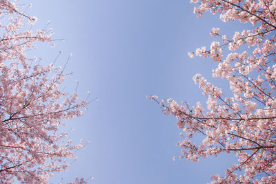 Low angle view of cherry blossoms against sky