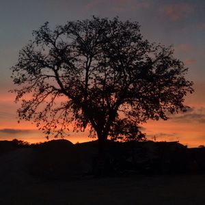 Silhouette tree against sky during sunset