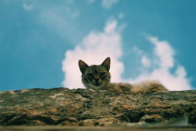 Low angle portrait of cat on wall against sky