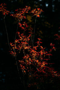 plant