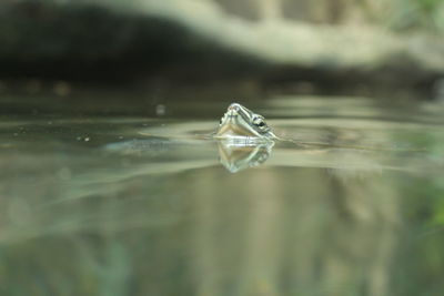 Close-up of water drop on surface