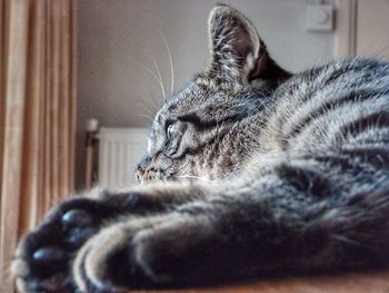 Close-up of cat